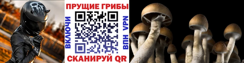 Галлюциногенные грибы Cubensis  Купить закладки  Обнинск 